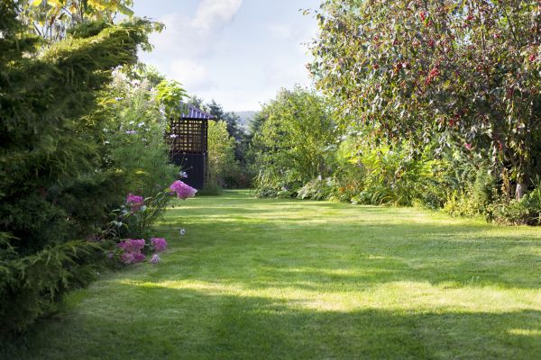 Yard Upkeep Service