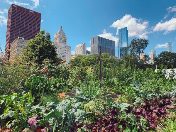Urban Gardening