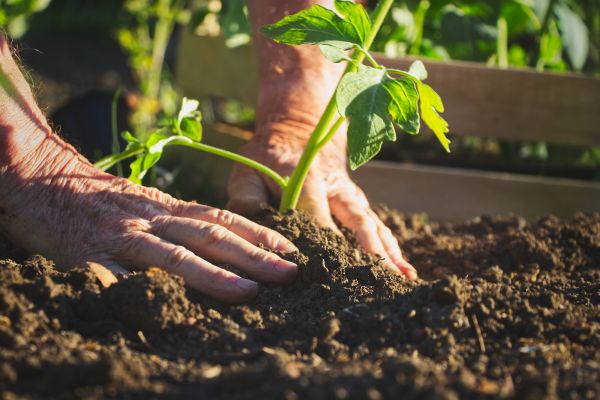 Plant Bed Maintenance