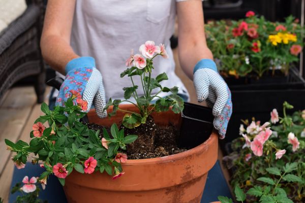 Plant Care Service