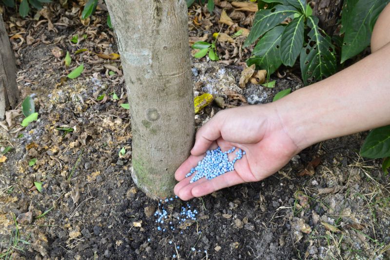 Plant Fertilizing Service