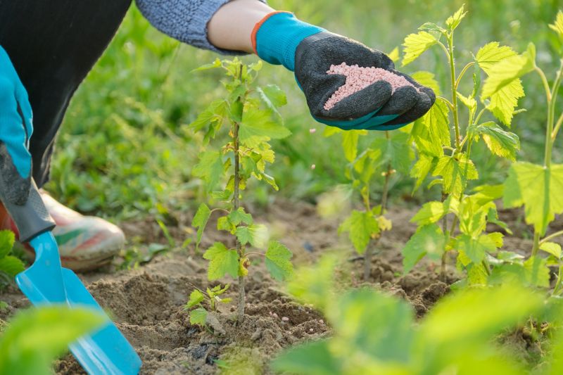 Plant Fertilizing Service